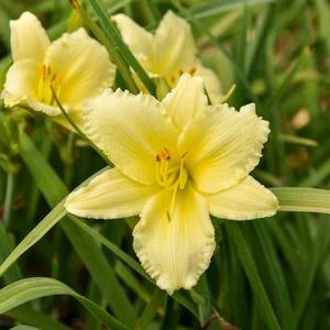 BIG TIME HAPPY DAYLILY 3 BIG TIME HAPPY DAYLILY