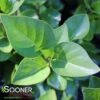 AGINCOURT BEAUTY FRENCH LILAC -Sooner Plant Farm Shop DETA5 4364