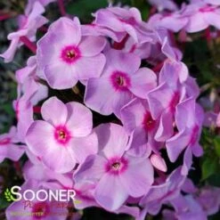 LUMINARY® OPALESCENCE GARDEN PHLOX -Sooner Plant Farm Shop DETA5 4409