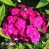 LUMINARY® ULTRAVIOLET GARDEN PHLOX -Sooner Plant Farm Shop DETA5 4410