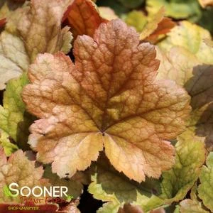 DOLCE® TOFFEE TART CORAL BELLS 3 DOLCE® TOFFEE TART CORAL BELLS