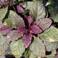 BURGUNDY GLOW AJUGA -Sooner Plant Farm Shop DETA5 447