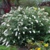 HUMDINGER® LITTLE ANGEL BUTTERFLY BUSH -Sooner Plant Farm Shop DETA5 4514