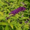 HUMDINGER® LITTLE NUGGET BUTTERFLY BUSH -Sooner Plant Farm Shop DETA5 4515