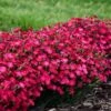 PAINT THE TOWN RED DIANTHUS 1 PAINT THE TOWN RED DIANTHUS -Sooner Plant Farm Shop DETA5 4548