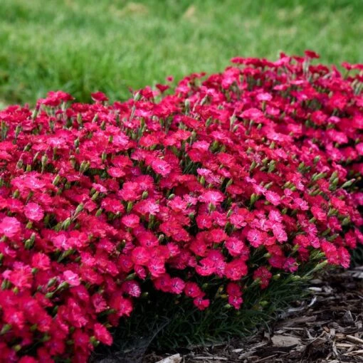 PAINT THE TOWN RED DIANTHUS -Sooner Plant Farm Shop DETA5 4548