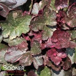 MIDNIGHT ROSE CORAL BELLS 7 MIDNIGHT ROSE CORAL BELLS -Sooner Plant Farm Shop DETA5 456