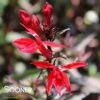 STARSHIP™ SCARLET BRONZE LEAF CARDINAL FLOWER -Sooner Plant Farm Shop DETA5 4576