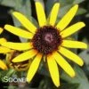 LITTLE GOLDSTAR BLACK-EYED SUSAN -Sooner Plant Farm Shop DETA5 4586