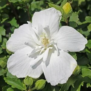 WHITE CHIFFON® ALTHEA 4 WHITE CHIFFON® ALTHEA - Image 2