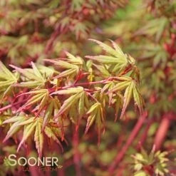 CORAL BARK UPRIGHT JAPANESE MAPLE -Sooner Plant Farm Shop DETA5 47