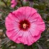 INNER GLOW HARDY HIBISCUS -Sooner Plant Farm Shop DETA5 4719
