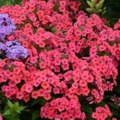 FLAME® CORAL IMPROVED GARDEN PHLOX -Sooner Plant Farm Shop DETA5 4754