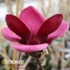 GENIE MAGNOLIA -Sooner Plant Farm Shop DETA5 4785