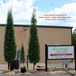 TAYLOR JUNIPER - FORMAL STYLE -Sooner Plant Farm Shop DETA5 5085