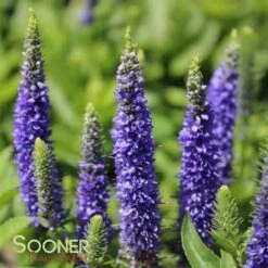ROYAL CANDLES SPEEDWELL -Sooner Plant Farm Shop DETA5 509