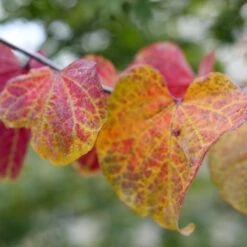 MIDNIGHT EXPRESS® REDBUD -Sooner Plant Farm Shop DETA5 5287