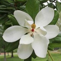 SOUTHERN MAGNOLIA -Sooner Plant Farm Shop DETA5 53