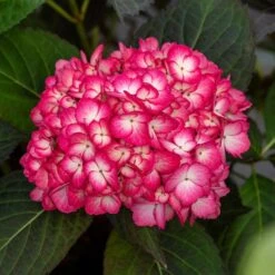 ECLIPSE® HYDRANGEA -Sooner Plant Farm Shop DETA5 5428