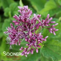LITTLE JOE JOE PYE WEED -Sooner Plant Farm Shop DETA5 543