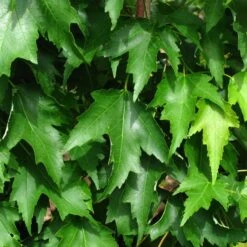 ARMSTRONG GOLD® MAPLE -Sooner Plant Farm Shop DETA5 5466