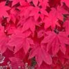 MORNING STARBURST™ VINE MAPLE 1 MORNING STARBURST™ VINE MAPLE -Sooner Plant Farm Shop DETA5 5478
