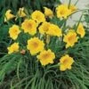 STELLA DE ORO DAYLILY -Sooner Plant Farm Shop DETA5 569