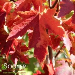 AUTUMN FANTASY® MAPLE 11 AUTUMN FANTASY® MAPLE -Sooner Plant Farm Shop DETA5 58