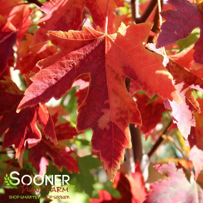 AUTUMN FANTASY® MAPLE 7 AUTUMN FANTASY® MAPLE - Image 5