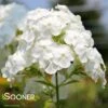DAVID'S WHITE GARDEN PHLOX -Sooner Plant Farm Shop DETA5 758