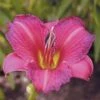 PURPLE DE ORO DAYLILY -Sooner Plant Farm Shop DETA5 836