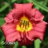 RUBY STELLA DAYLILY -Sooner Plant Farm Shop DETA5 837