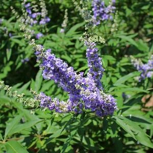 SHOAL CREEK CHASTE TREE 7 SHOAL CREEK CHASTE TREE - Image 5