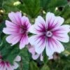ZEBRINA MUSK MALLOW -Sooner Plant Farm Shop DETA5 932