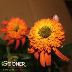 HOT PAPAYA CONEFLOWER -Sooner Plant Farm Shop DETA6 1525