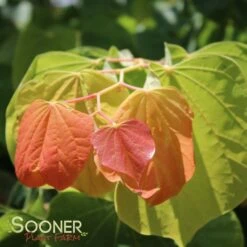 THE RISING SUN™ REDBUD -Sooner Plant Farm Shop DETA6 1530