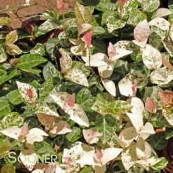 SNOW N SUMMER™ ASIATIC JASMINE -Sooner Plant Farm Shop DETA6 1620