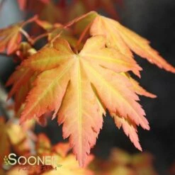 ORANGE DREAM UPRIGHT JAPANESE MAPLE -Sooner Plant Farm Shop DETA6 3415