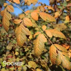 GOLDEN RAINTREE -Sooner Plant Farm Shop DETA6 41