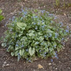 QUEEN OF HEARTS BRUNNERA -Sooner Plant Farm Shop DETA6 4100