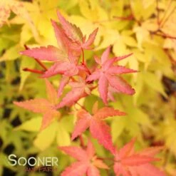 CORAL BARK UPRIGHT JAPANESE MAPLE -Sooner Plant Farm Shop DETA6 47