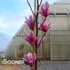 GALAXY MAGNOLIA -Sooner Plant Farm Shop DETA6 4796