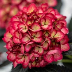 ECLIPSE® HYDRANGEA -Sooner Plant Farm Shop DETA6 5428