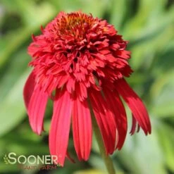 HOT PAPAYA CONEFLOWER -Sooner Plant Farm Shop DETA7 1525