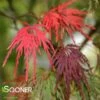 SEIRYU UPRIGHT JAPANESE MAPLE -Sooner Plant Farm Shop DETA7 1875