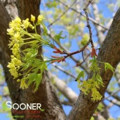 FIRE DRAGON® SHANTUNG MAPLE -Sooner Plant Farm Shop DETA7 2002