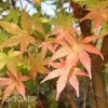 CORAL BARK UPRIGHT JAPANESE MAPLE -Sooner Plant Farm Shop DETA7 47