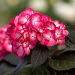 ECLIPSE® HYDRANGEA -Sooner Plant Farm Shop DETA7 5428