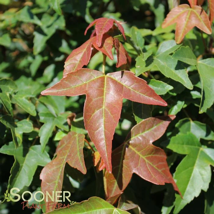 TRIDENT MAPLE 4 TRIDENT MAPLE - Image 2