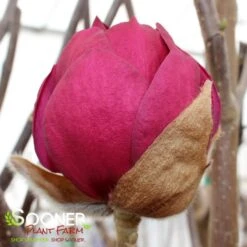 BLACK TULIP® MAGNOLIA -Sooner Plant Farm Shop DETA8 3122